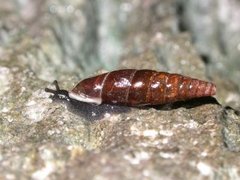 Glattkøllesnegl (Cochlodina laminata)