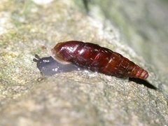 Nordkøllesnegl (Clausilia bidentata)