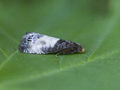 Hagerosevikler (Notocelia cynosbatella)