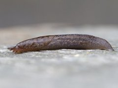 Boakjølsnegl (Limax maximus)