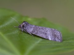 Punkthalvspinner (Ochropacha duplaris)