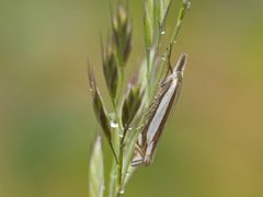 Beitenebbmott (Crambus pascuella)