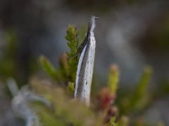 Pleurota bicostella