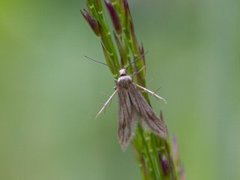 Lansettmøll (Schreckensteinia festaliella)