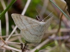 Blåbærurtemåler (Scopula ternata)