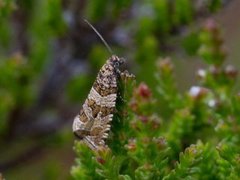 Serpentinprydvikler (Celypha rivulana)