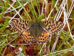 Myrperlemorvinge (Boloria aquilonaris)