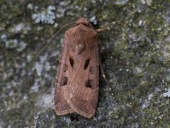 Åkerjordfly (Agrotis exclamationis)