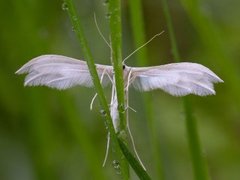 Sølvfjærmøll (Pterophorus pentadactyla)