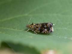 Spireaprydvikler (Celypha siderana)