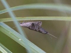 Dvergnebbfly (Hypenodes humidalis)