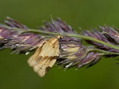 Sumpbladvikler (Clepsis spectrana)