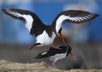 Tjeld (Haematopus ostralegus)