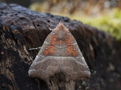 Flikfly (Scoliopteryx libatrix)