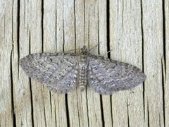 Engdvergmåler (Eupithecia satyrata)