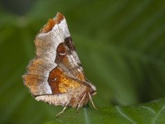 Praktmånemåler (Selenia tetralunaria)