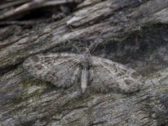 Strekdvergmåler (Eupithecia exiguata)