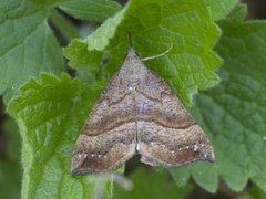 Neslenebbfly (Hypena proboscidalis)