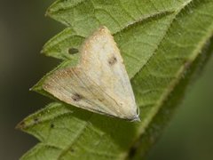 Gult nebbfly (Rivula sericealis)