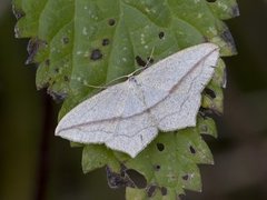 Grå syremåler (Timandra griseata)