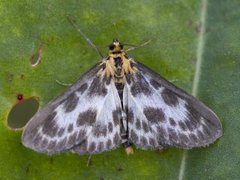 Nesleengmott (Anania hortulata)