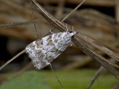 Prydmosemott (Scoparia pyralella)