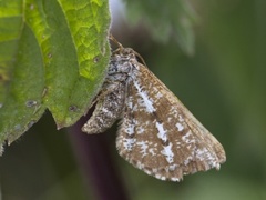 Furumåler (Bupalus piniaria)