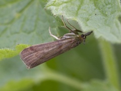 Bakkesmalmott (Hypochalcia ahenella)