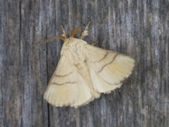 Okergul ringspinner (Malacosoma neustria)