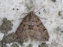 Brun einerbarmåler (Thera cognata)