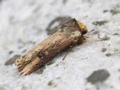 Dobbeltpunktfly (Axylia putris)