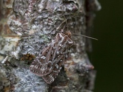 Røsslyngfly (Lycophotia porphyrea)