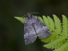 Punkthalvspinner (Ochropacha duplaris)