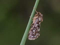 Bregneroteter (Korscheltellus fusconebulosa)