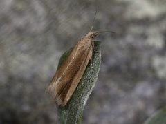 Starrsumpvikler (Bactra lacteana)