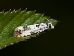 Landøydaengvikler (Eucosma campoliliana)