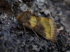 Større båndmetallfly (Diachrysia chrysitis)