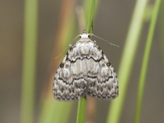 Eikeduskfly (Meganola strigula)