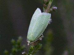 Grønn eikevikler (Tortrix viridana)