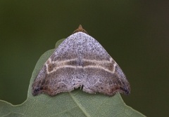 Sigdfly (Laspeyria flexula)