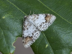 Almemåler (Venusia blomeri)