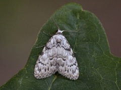 Eikeduskfly (Meganola strigula)