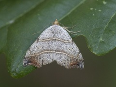 Sigdfly (Laspeyria flexula)