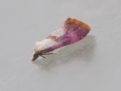 Karminpraktvikler (Cochylis flaviciliana)