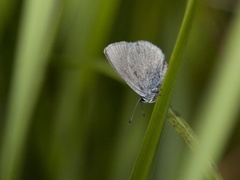 Dvergblåvinge (Cupido minimus)