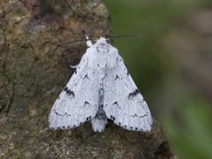 Hvitt kveldfly (Acronicta leporina)