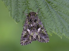 Meldefly (Trachea atriplicis)