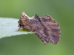 Kameltannspinner (Ptilodon capucina)