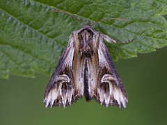 Tannet perikumfly (Actinotia polyodon)