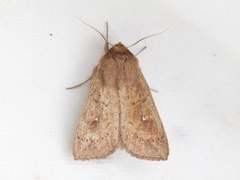 Teglrødt gressfly (Mythimna ferrago)